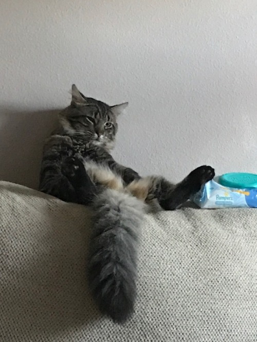 I looked up to see my cat and this is what I saw. This handsome ball of fur is Totoro. And he’s a character. Lol(moongrace)look at this bum. tell him to get a job already!