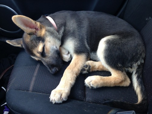 lifebender:  Natasha had a great time digging in the sand at the park today, then promptly fell asleep once we got back in the car.