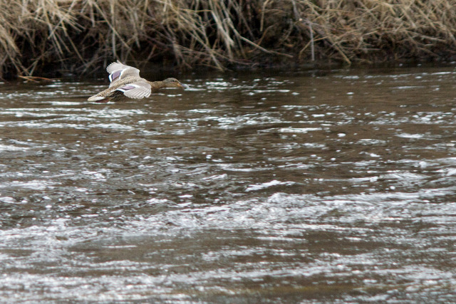  #waterfowl#birds#ducks#avian#alaska#*my photo