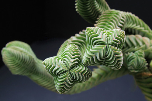 jruckman:Crassula ‘Buddhas Temple’This plant is a beautiful hybrid! It was created in 1959 by mixing