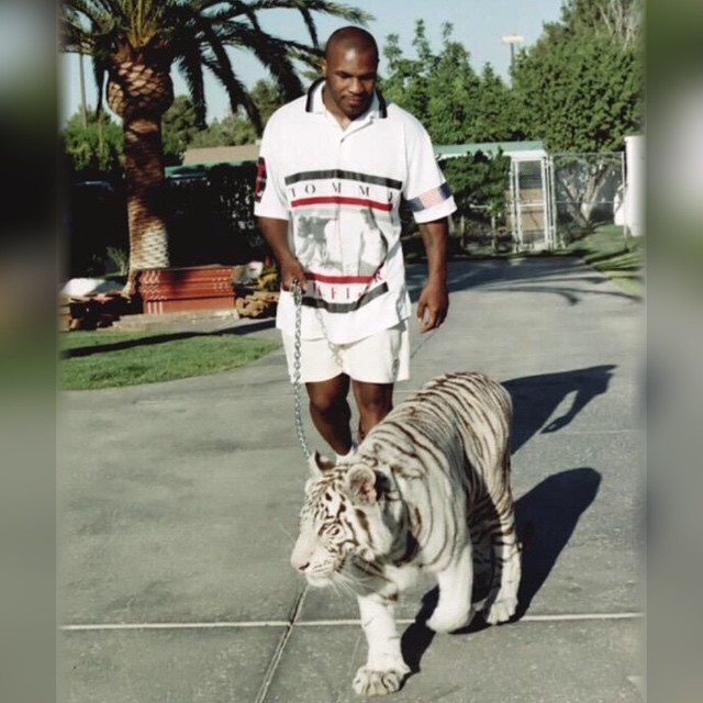 boxinghype:  Tyson Tuesdays. #BoxingHype