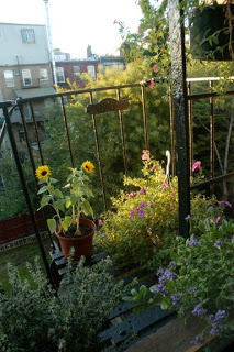 peachpup: google image results for “fire escape garden”