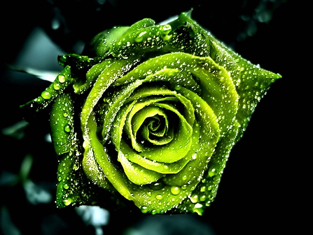 doorn-roosje:  ~~🌹~~ 