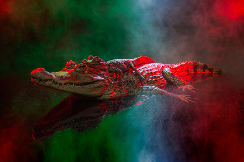 moon83:  Animal Lectures #01 Caiman crocodilus by Andrew McGibbon WWW // Behance // Tumblr 
