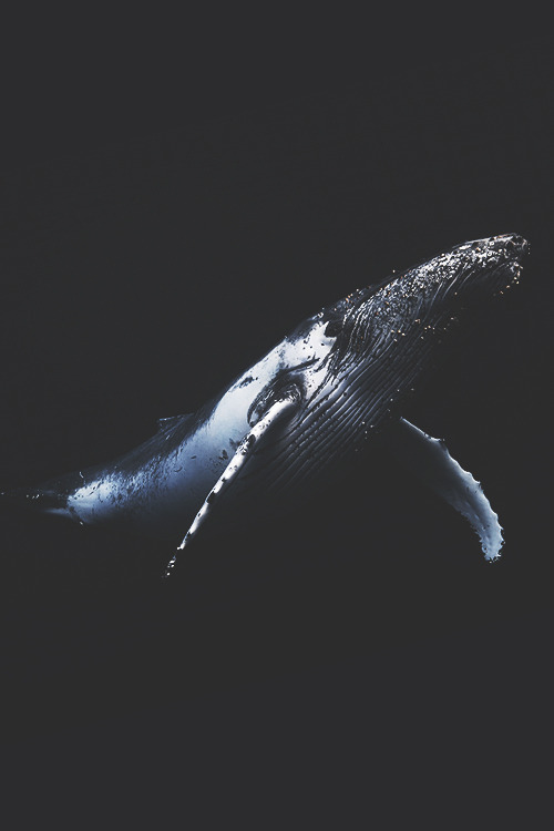 itstheluxurylife:
“ Black and Whale // Source ”