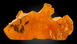 hematitehearts:  Banded Amber with Termite,