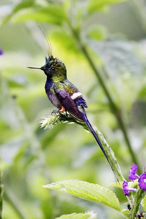 astronomy-to-zoology:Wire-crested Thorntail (Discosura popelairii)…a  rare and striking 