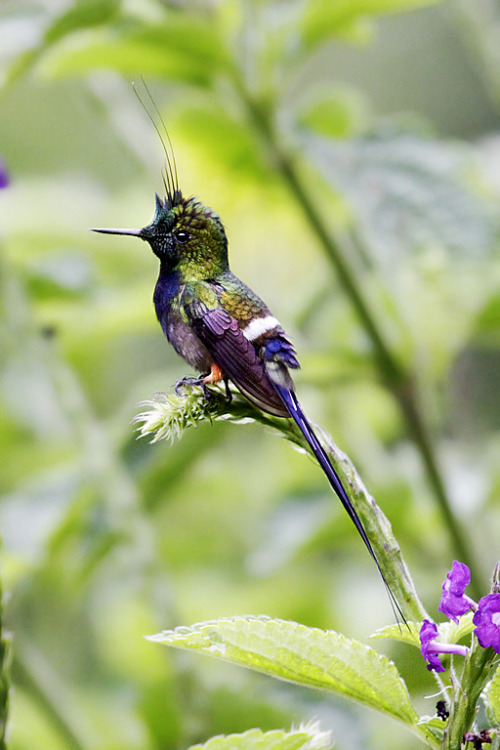 astronomy-to-zoology: Wire-crested Thorntail (Discosura popelairii) …a  rare and strikin