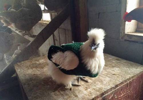 mothernaturenetwork:Does your chicken need a sweater?When the temperature drops and chickens lose fe