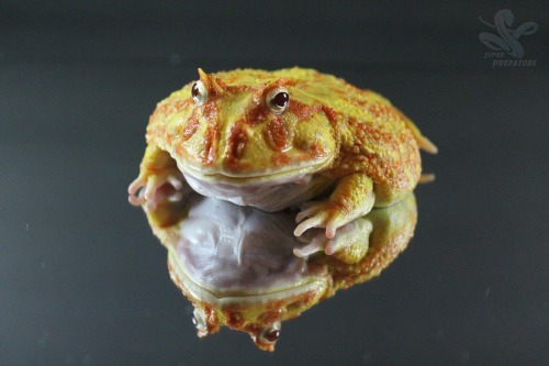 superpredatorsexoticreptiles: Albino Pacman (no name yet) and Lima Bean the Green Pacman