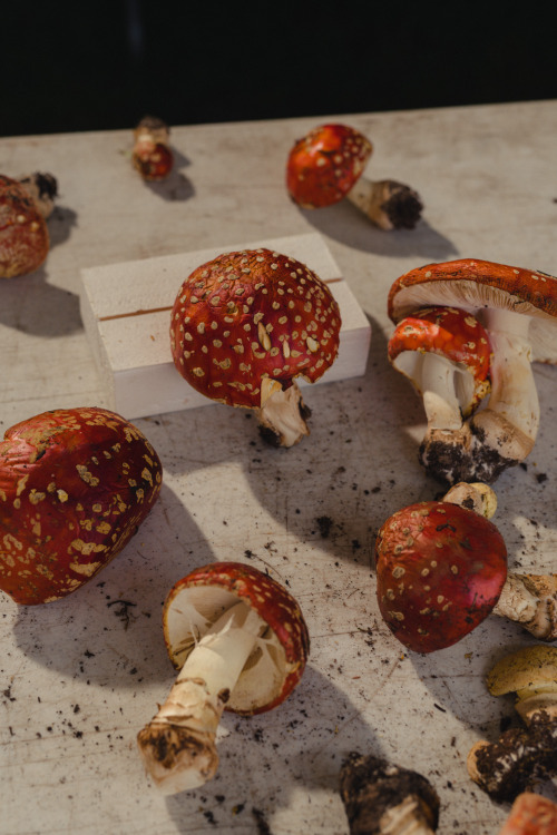 forestgreenlesbian:Telluride Mushroom Festival by Caroline Tompkins for Vogue