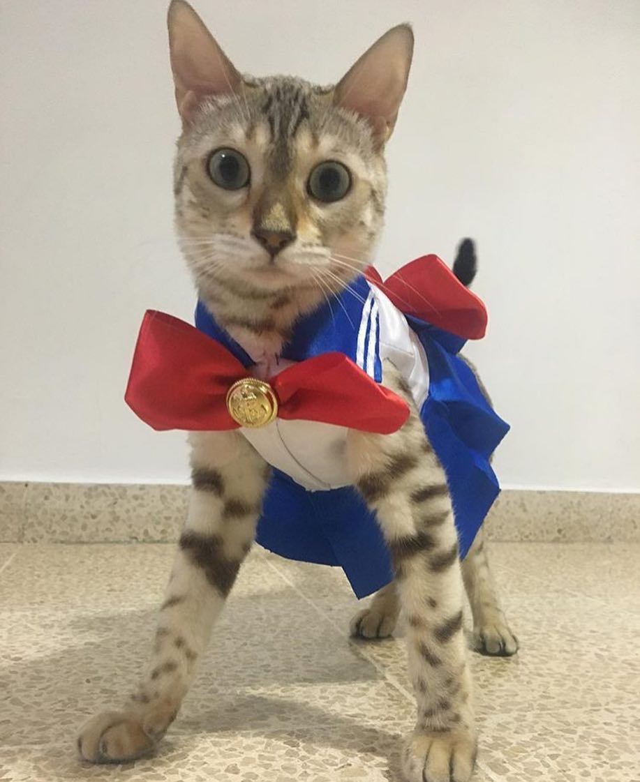 catcosplayuniverse:  Paris the Bengal as sailor mewnSOURCE