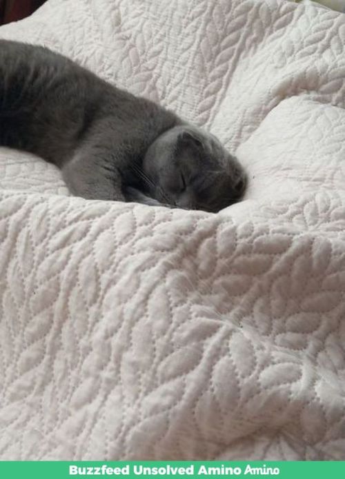 Here's Some Pictures Of My Cat From Amino