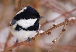 michaelnordeman:An inquisitive Coal tit/svartmes.