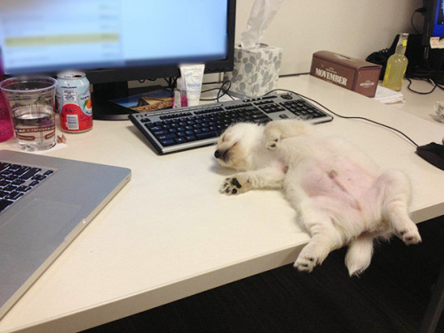 Porn Pics awesome-picz:  Puppies That Can Sleep Anywhere
