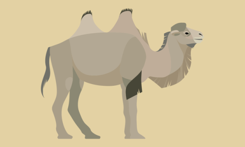 Camelus ferus - Wild Bactrian Camel