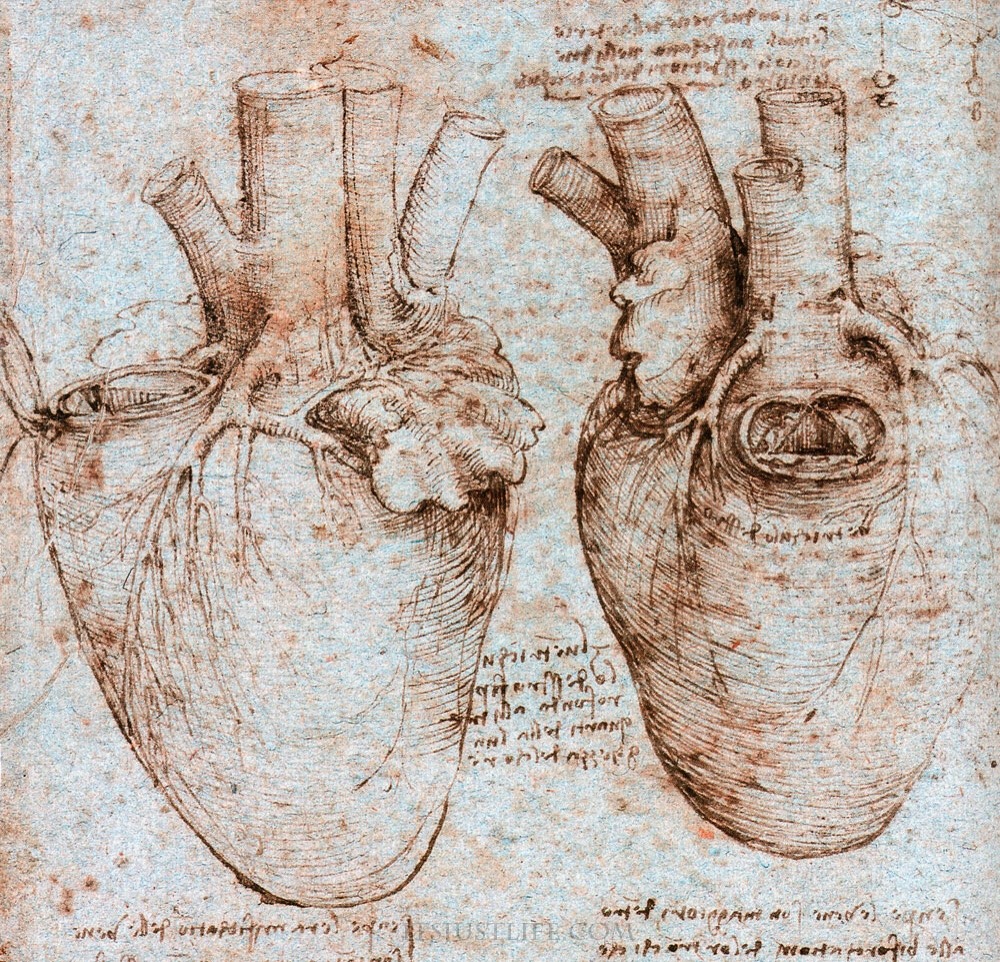 pletaeu:  Leonardo da Vinci Hand-drawings