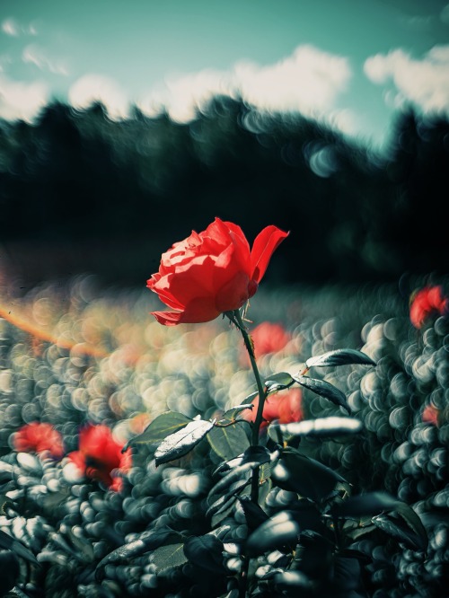 Autumn Rose Collection