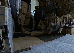 illirya-ooc:  kelpup:  I need hugs and puppies.   