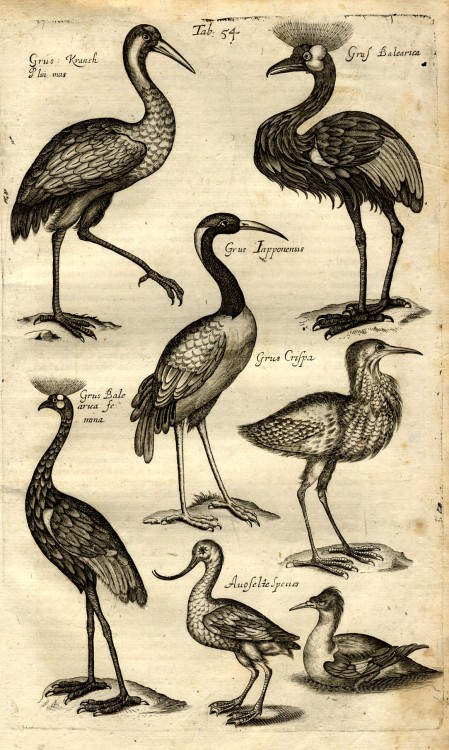 Cranes and avosetta from Jan Jonston’s Historiae Naturalis De Avibus Libri VI (Frankfurt 1650).Sourc