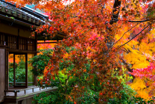 紅葉 - 瑠璃光院 ／ Rurikou-in Komyo-ji Temple by Active-U on Flickr.