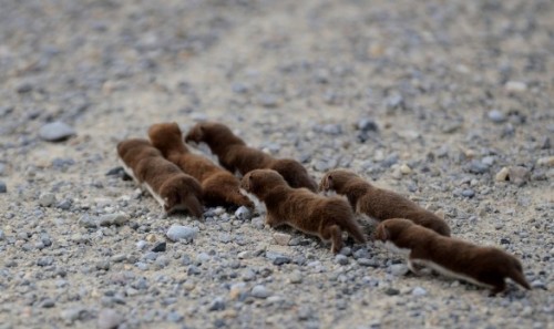 cute-animals-only: March of the baby weasels (kits) 