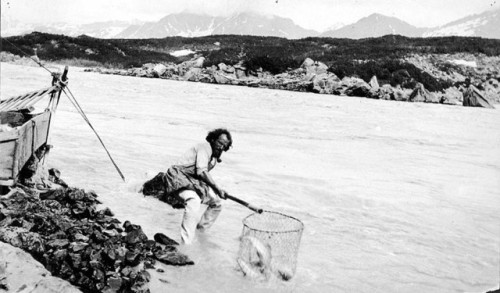 A fisherman dip netting salmon from the Copper River (Alaska, 1890 - 1930?)