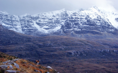 benvironment: I’ll be honest, I love this photo.  The red deer with its beautiful winter 