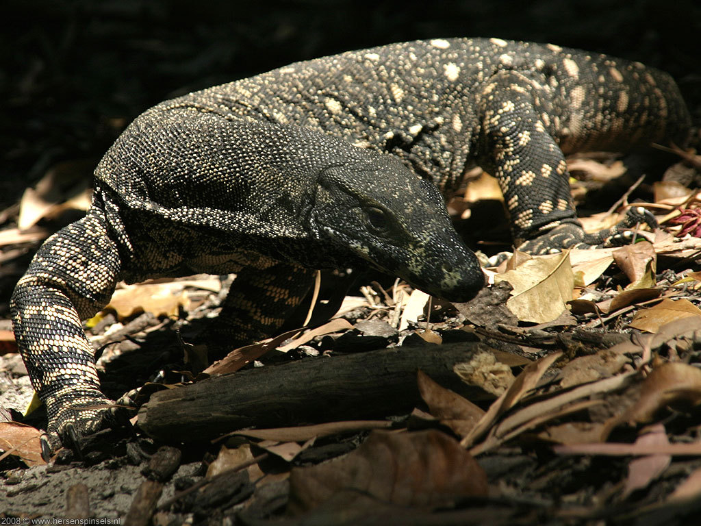reptilesrevolution:  Lace Monitor Lizards 