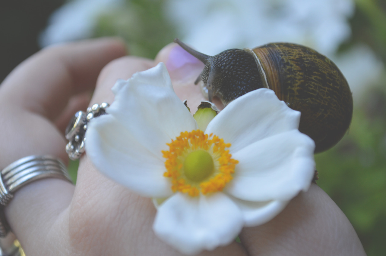 megarah-moon: A very pretty friend  🐌     ♡ Prints and more at my Society6  ♡
