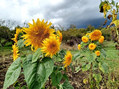 Stormy skies & Teddy Bear sunflowers.