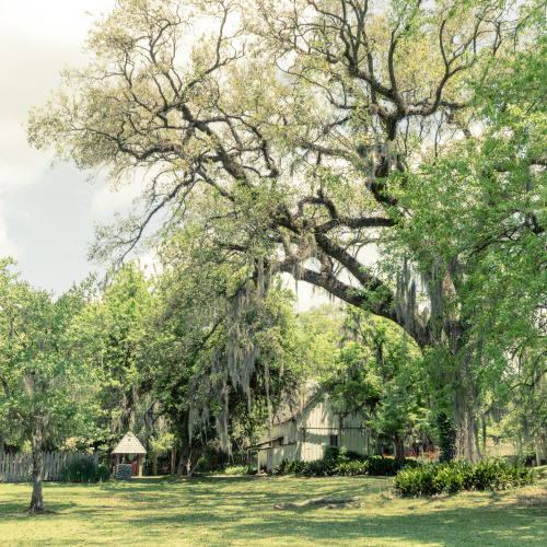 Deep south, Oakley plantation, Louisiana USA (2014)