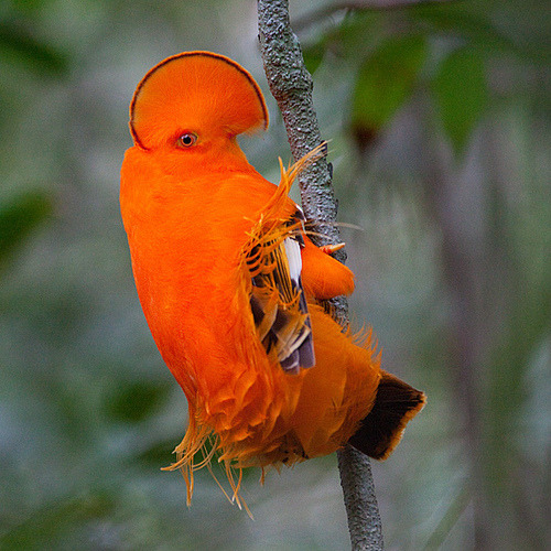 sea-of-fog:  “saw this cool bird on my dashboard and i know you’re the bird man so apparently it’s called the “guianan cock-of-the-rock” and the scientific name is rupicola rupicola  yo check it”  yeea these guys set up a little display