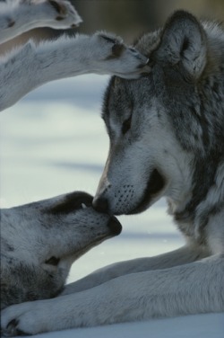 petitloupbete:  “Two gray wolves, Canis