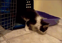 unabating:  Anakin the 2 legged kitten