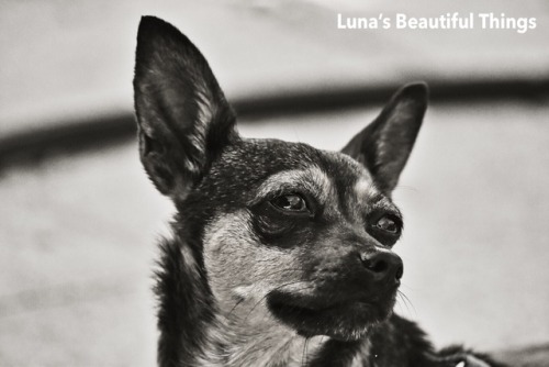 handsomedogs:This is Leia. My min-pin/chihuahua mix and she is every bit as sassy as the character s