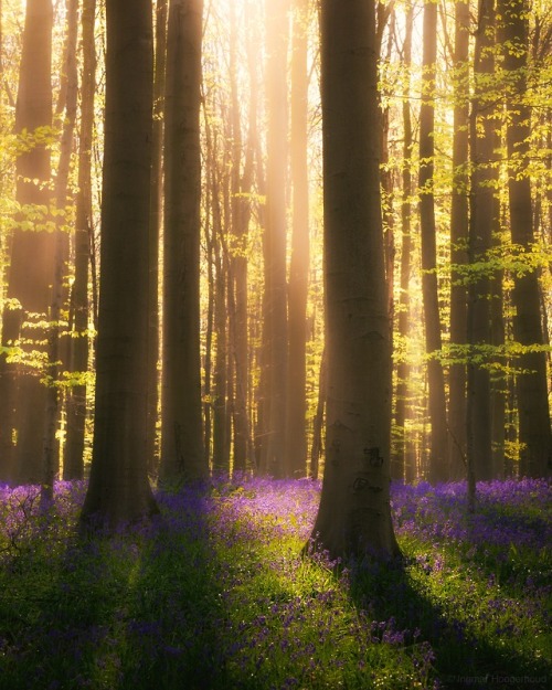 ingmvr:Fairytale spring morning ingmvr_