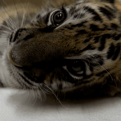 sdzoo: A new Sumatran tiger cub has joined the confiscated Bengal #RescueCub at the San Diego Zoo Sa