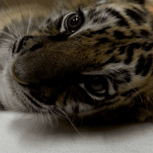 sdzoo:A new Sumatran tiger cub has joined the confiscated Bengal #RescueCub at the San Diego Zoo Saf