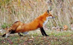 a-fantastic-fox:Stretchy fox is stretchy.