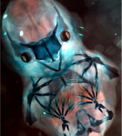 approachingsignificance:  Embryonic Bat Skeleton  1st image: Image (still needs credit) 2nd image: Scott Weatherbee, Memorial Sloan Kettering Cancer Center 