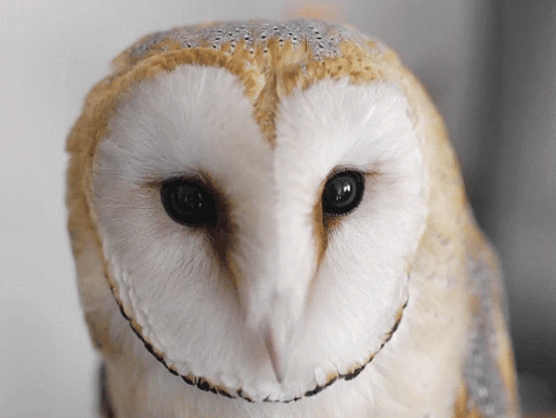 is-the-owl-vid-cute: vork—m: Barn Owl Extreme Cuteness (x) Is the owl video gifset cute?Rating