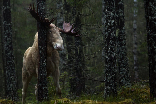 elodieunderglass: darkmoonstruck: megarah-moon: “Albino Moose” by Johan Brunzell   @elod