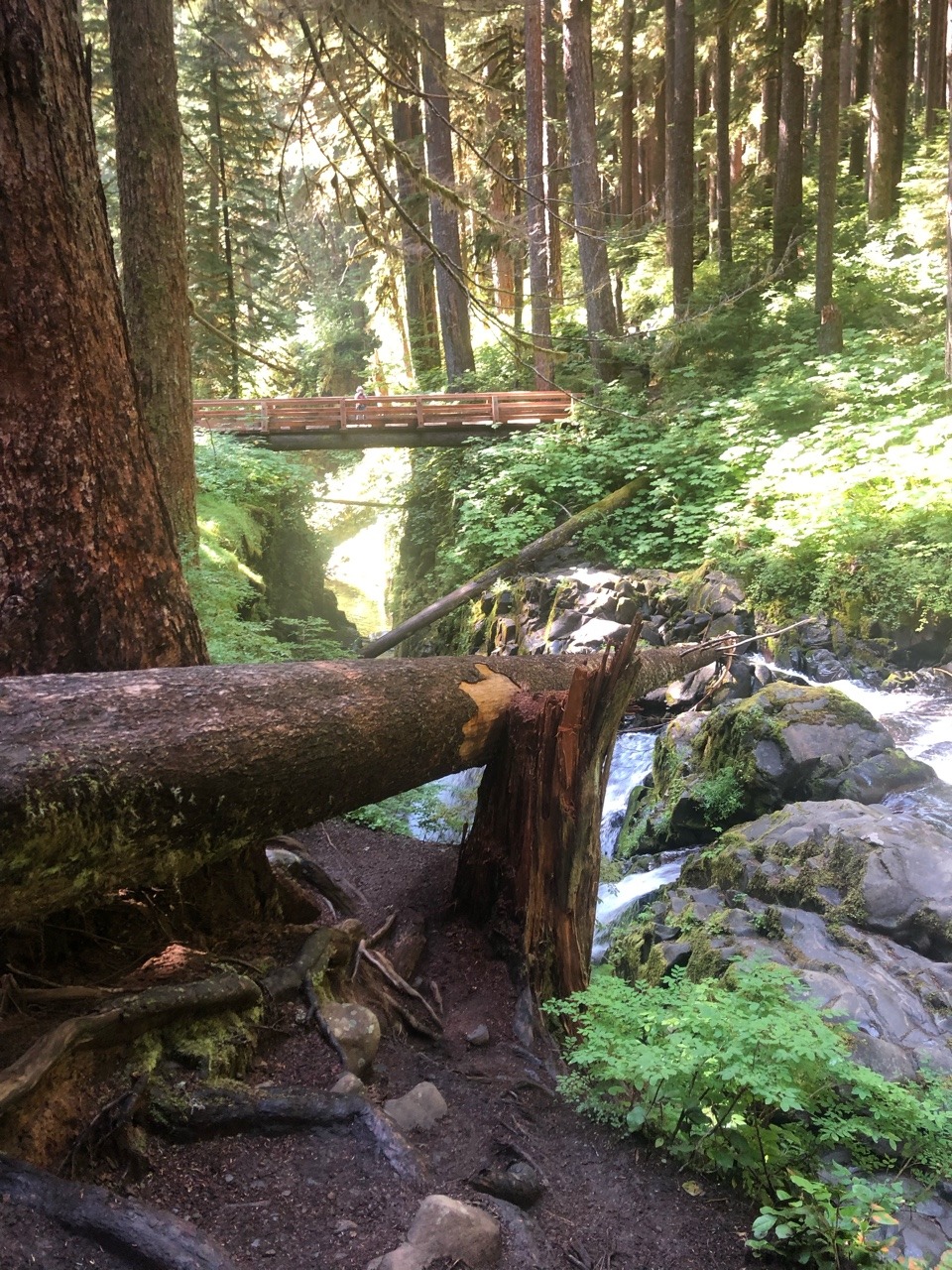 Finally got back out to Sol Duc falls, been talking about it anytime I see it pop