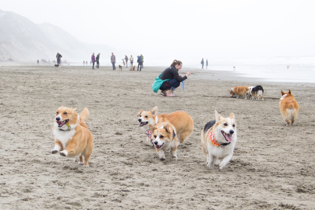 chubbythecorgi:  At NorCal Corgi Beach Day at Fort Funston. Got to meet some awesome