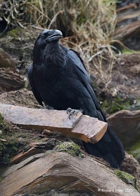 iheartcrows:  (via Wildlife Photographic Journals: June 2010) 