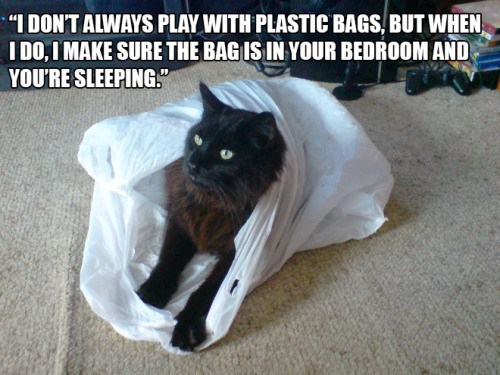 ralph-is-fiennes:  sadanduseless:    Hilarious Struggles Only Cat Owners Will Understand  garethmallorys @voldieshorcrux 