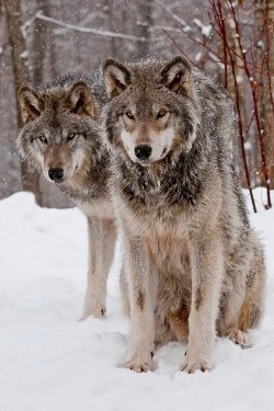 wonderous-world:  Timber Wolves by Michael