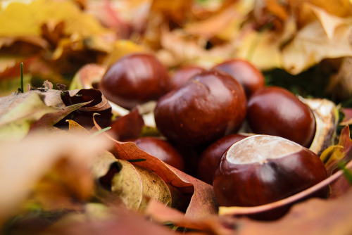 Autumn Still Life✧ Landscape photography blog ✧