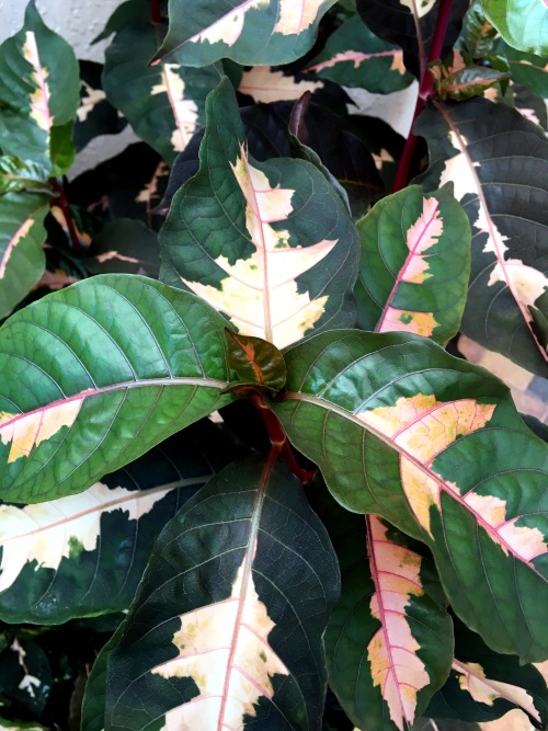 Jamaican Croton (Graptophyllum pictum)After having this bush planted by the front entry for several 